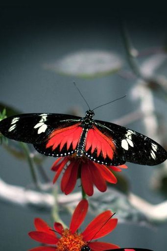 Butterfly (06)