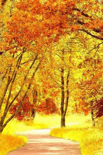 Yellow Autumn Wallpaper - Download to your mobile from PHONEKY