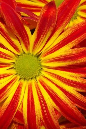 Yellow Daisy Closeup