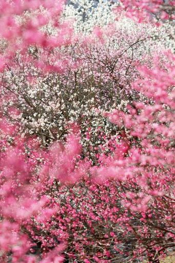 الربيع في اليابان