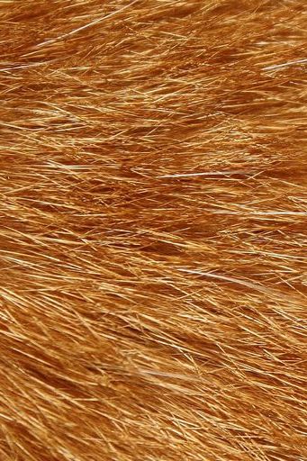 Tabby Cat Fur Orange