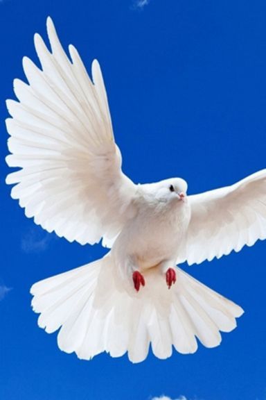 White Pegion