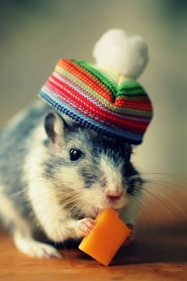 Mouse In Funny Little Hat Eating Cheese