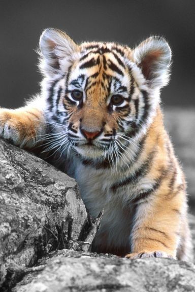 Filhote de tigre