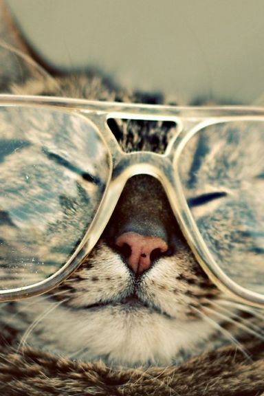 Cat With Spec