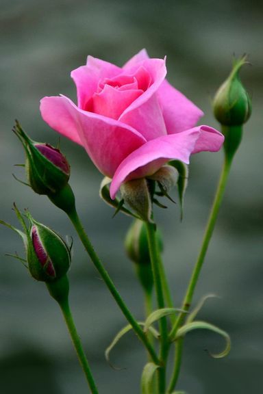 गुलाब का फूल वॉलपेपर - PHONEKY से अपने मोबाइल पर डाउनलोड करें