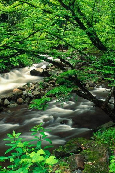 Tremont Smoky Mountains