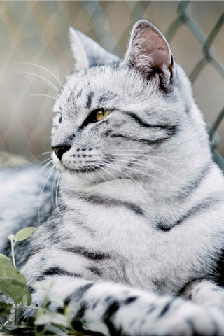 Gato gris