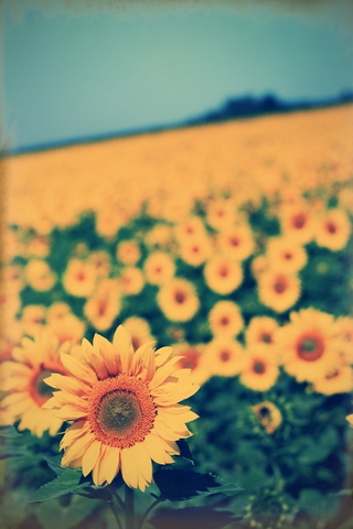 Sunflower Field Wallpaper Download To Your Mobile From Phoneky