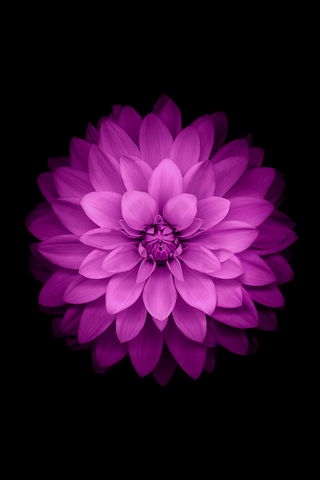Фиолетовый цветок с черным фоном
