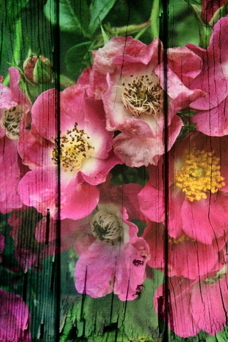 गुलाबी फूल