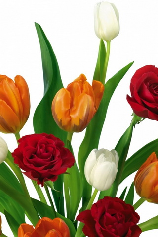 Roses&tulips