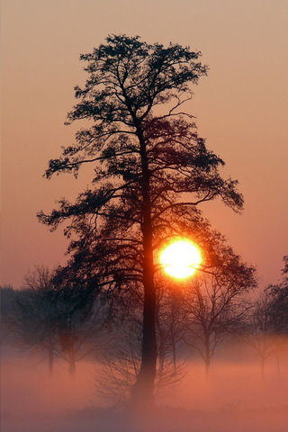 Pokok Pada Senja