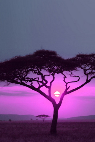 Pink Sun Wild Africa