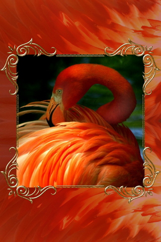 Flamingo 640х960 Wallpaper - Download to your mobile from PHONEKY