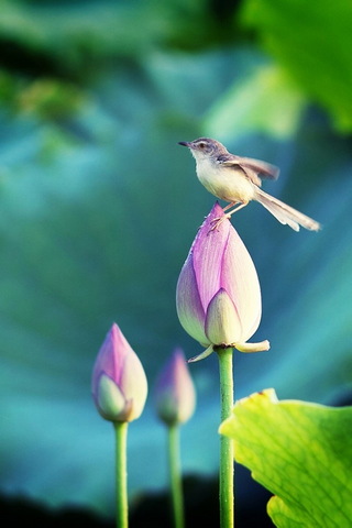 Vogel auf Lotus