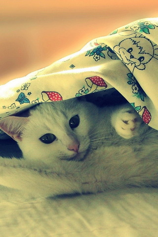 Cute Cat Wallpaper - Download to your mobile from PHONEKY