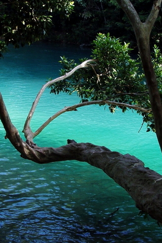 شجرة على نهر