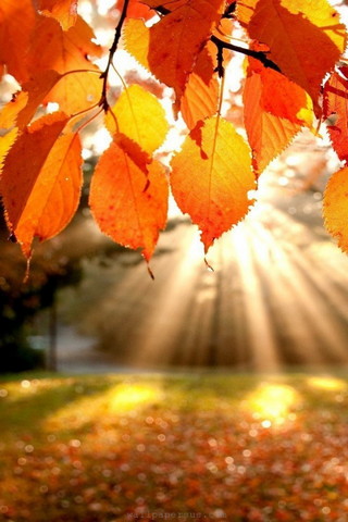 Fall Sunshine