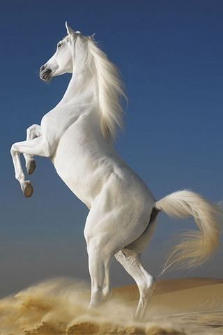 Kuda putih