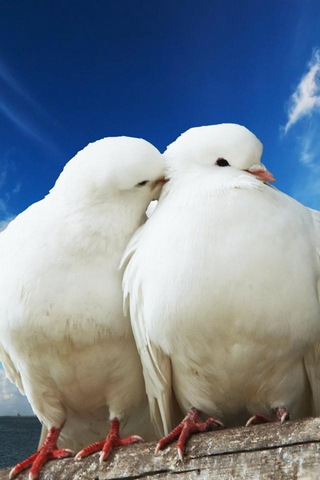 Liebe Vögel
