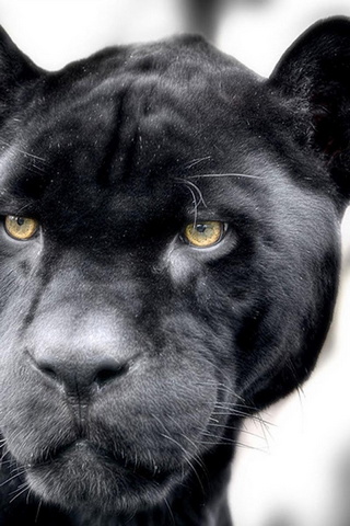 Featured image of post Pantera Negra Animal Wallpaper Hd Encuentra im genes de pantera negra
