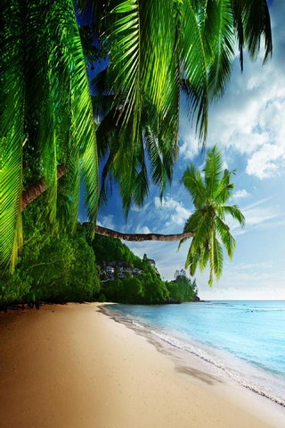 Coast Paradise Tropical