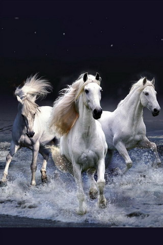 Beyaz atlar