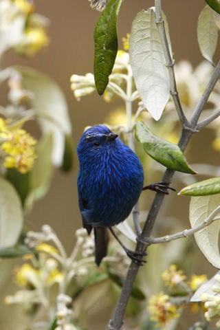 Голубая птица