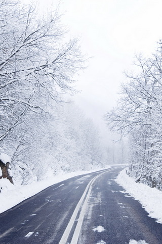 Winter Wonderland: A Journey Through Snowy Serenity ❄️🌨️