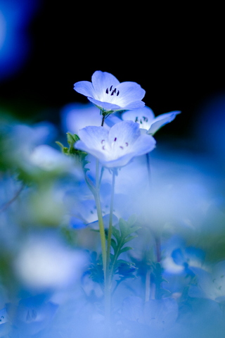 Whispers of the Blue Ga..