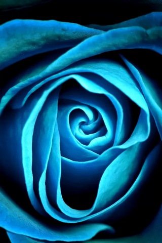 नीला गुलाब