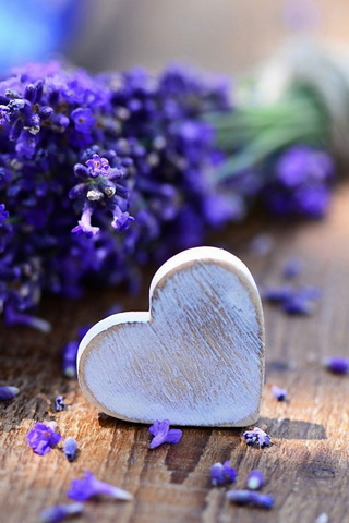 Chẳng cần đến Pháp cũng được ngắm hoa lavender tuyệt đẹp  VOVVN