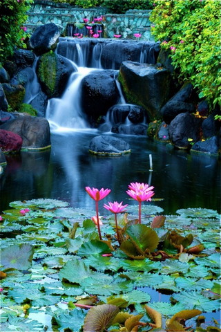 Waterfall & Lotus