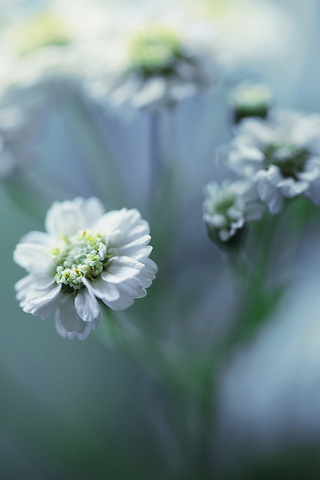 Piękne białe kwiaty