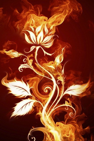 Fleur de feu