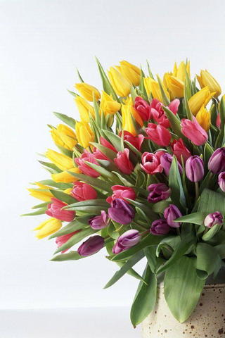 Kolory tulipanów