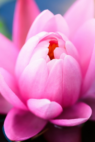 Симпатичная розовая водная лилия