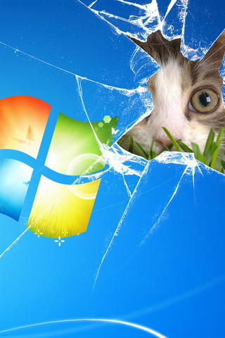 Windows Cat