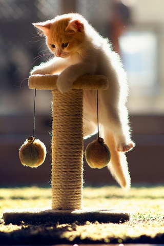 攀爬的猫