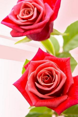 Duas rosas vermelhas