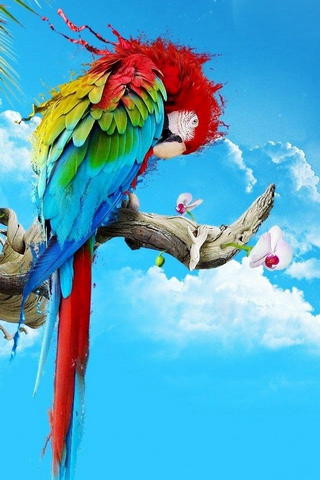 Parrot หลากสีสัน
