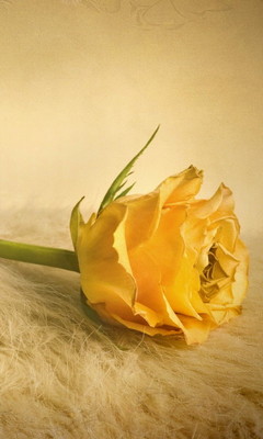 Yellow Rose Wallpaper - Download to your mobile from PHONEKY