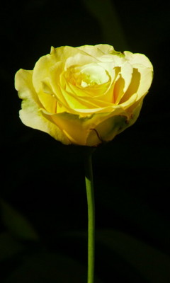 Rose Yellow Wallpaper - Download to your mobile from PHONEKY