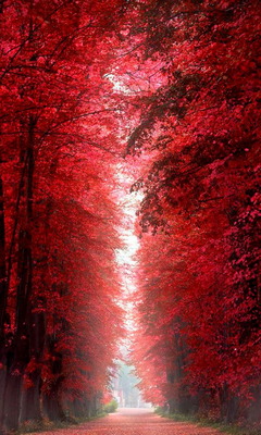 Amazing Nature Red Forest  Red Jungle HD phone wallpaper  Pxfuel