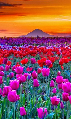 Tulips Field Wallpaper - Download to your mobile from PHONEKY