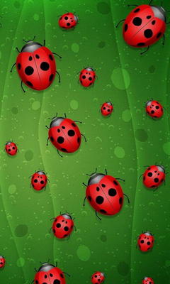 Bug Wallpaper - Download to your mobile from PHONEKY