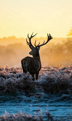 Deer Wallpaper - Download to your mobile from PHONEKY