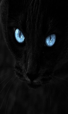 Black Cat Wallpaper - Download to your mobile from PHONEKY