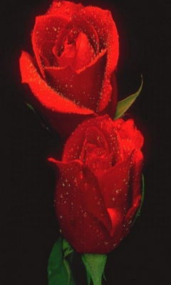 2 Red Roses Wallpaper - Download to your mobile from PHONEKY
